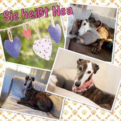 Windhunde - Treffen der besonderen Schönheiten
HERZLICH WILLKOMMEN-Beitrag-Bild