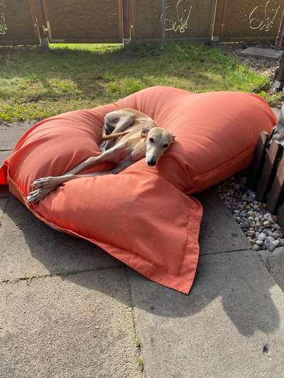 Windhunde - Treffen der besonderen Schönheiten
HERZLICH WILLKOMMEN-Beitrag-Bild