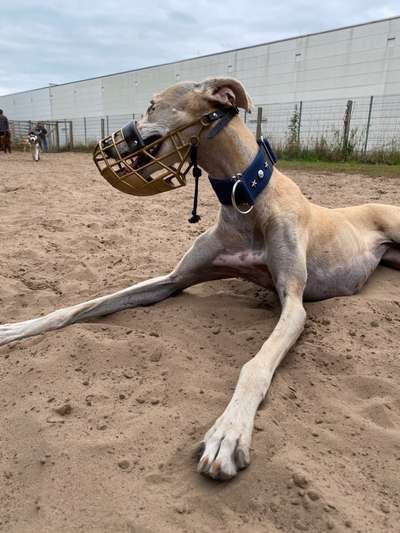 Windhunde - Treffen der besonderen Schönheiten
HERZLICH WILLKOMMEN-Beitrag-Bild