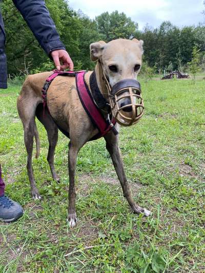 Windhunde - Treffen der besonderen Schönheiten
HERZLICH WILLKOMMEN-Beitrag-Bild