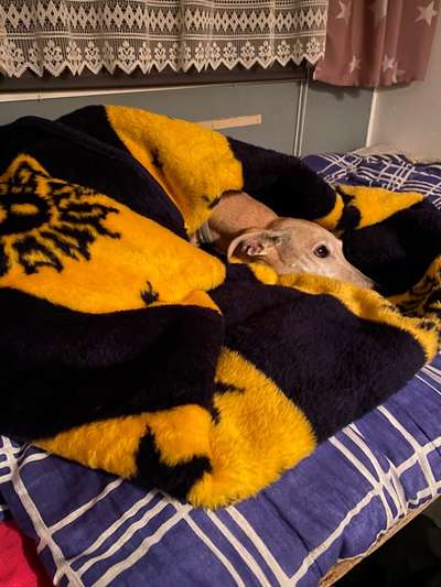 Windhunde - Treffen der besonderen Schönheiten
HERZLICH WILLKOMMEN-Beitrag-Bild