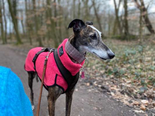 Windhunde - Treffen der besonderen Schönheiten
HERZLICH WILLKOMMEN-Beitrag-Bild