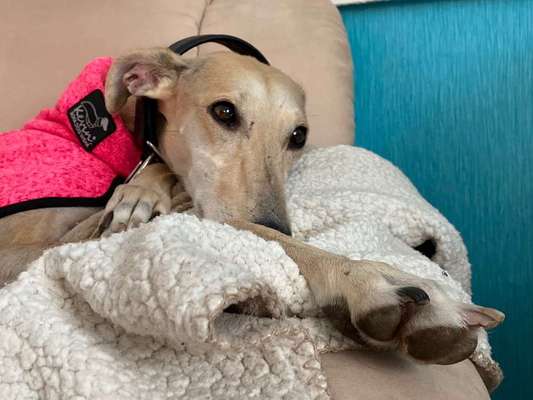 Tierschutz - Auslandstierschutz oder örtliches Tierheim?-Beitrag-Bild