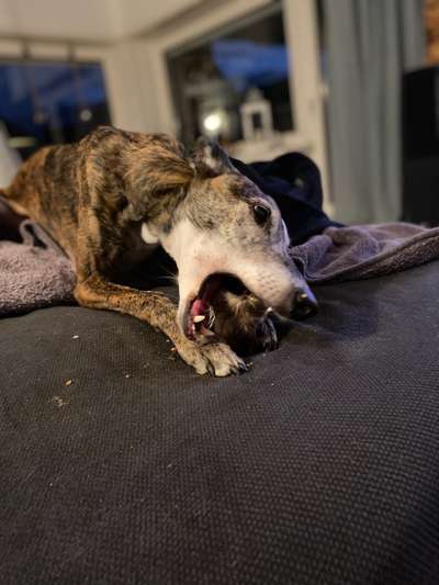 Windhunde - Treffen der besonderen Schönheiten
HERZLICH WILLKOMMEN-Beitrag-Bild