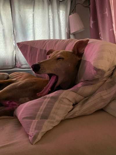 Windhunde - Treffen der besonderen Schönheiten
HERZLICH WILLKOMMEN-Beitrag-Bild