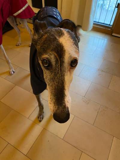 Windhunde - Treffen der besonderen Schönheiten
HERZLICH WILLKOMMEN-Beitrag-Bild