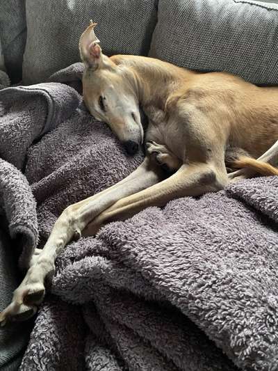 Windhunde - Treffen der besonderen Schönheiten
HERZLICH WILLKOMMEN-Beitrag-Bild