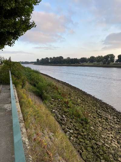 Windhunde - Treffen der besonderen Schönheiten
HERZLICH WILLKOMMEN-Beitrag-Bild