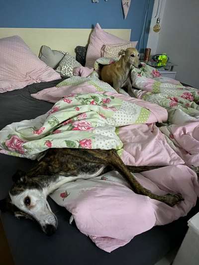 Windhunde - Treffen der besonderen Schönheiten
HERZLICH WILLKOMMEN-Beitrag-Bild