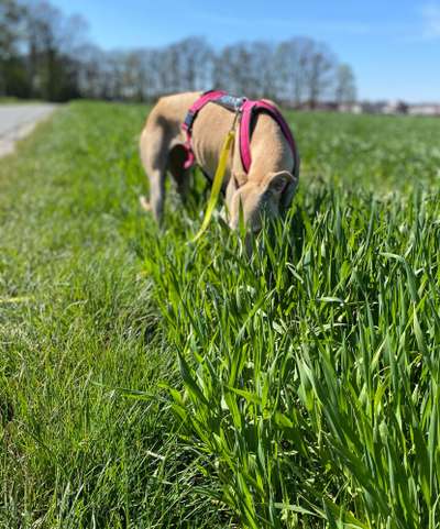 Windhunde - Treffen der besonderen Schönheiten
HERZLICH WILLKOMMEN-Beitrag-Bild