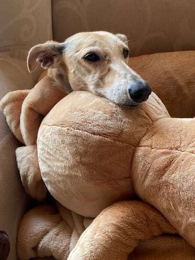 Windhunde - Treffen der besonderen Schönheiten
HERZLICH WILLKOMMEN-Beitrag-Bild