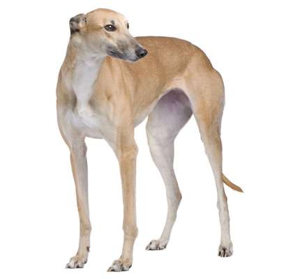 Windhunde - Treffen der besonderen Schönheiten
HERZLICH WILLKOMMEN-Beitrag-Bild