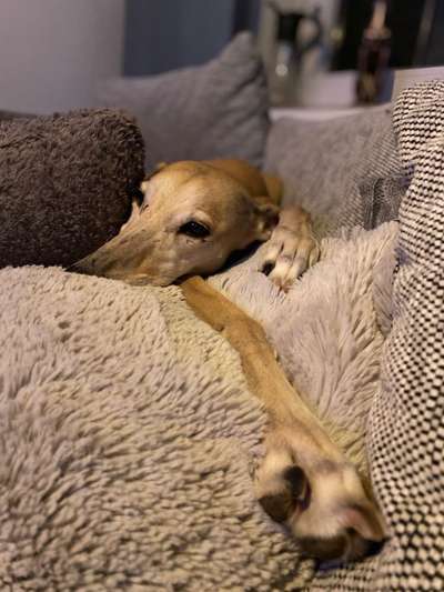 Windhunde - Treffen der besonderen Schönheiten
HERZLICH WILLKOMMEN-Beitrag-Bild