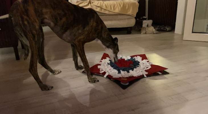 Windhunde - Treffen der besonderen Schönheiten
HERZLICH WILLKOMMEN-Beitrag-Bild