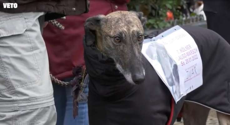 Windhunde - Treffen der besonderen Schönheiten
HERZLICH WILLKOMMEN-Beitrag-Bild