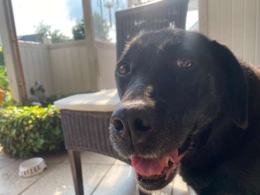 Windhunde - Treffen der besonderen Schönheiten
HERZLICH WILLKOMMEN-Beitrag-Bild