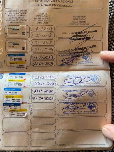 Windhunde - Treffen der besonderen Schönheiten
HERZLICH WILLKOMMEN-Beitrag-Bild