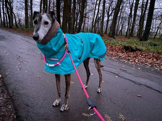 Windhunde - Treffen der besonderen Schönheiten
HERZLICH WILLKOMMEN-Beitrag-Bild