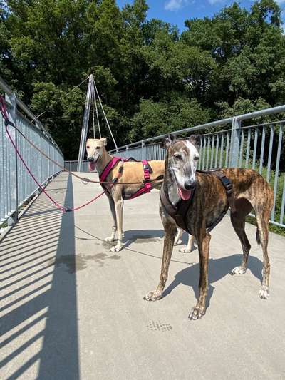 Windhunde - Treffen der besonderen Schönheiten
HERZLICH WILLKOMMEN-Beitrag-Bild