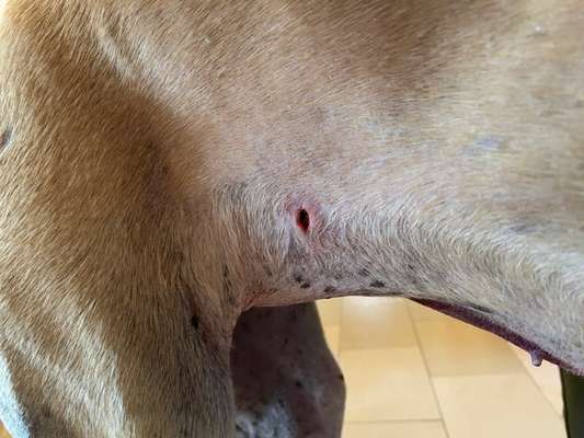 Windhunde - Treffen der besonderen Schönheiten
HERZLICH WILLKOMMEN-Beitrag-Bild