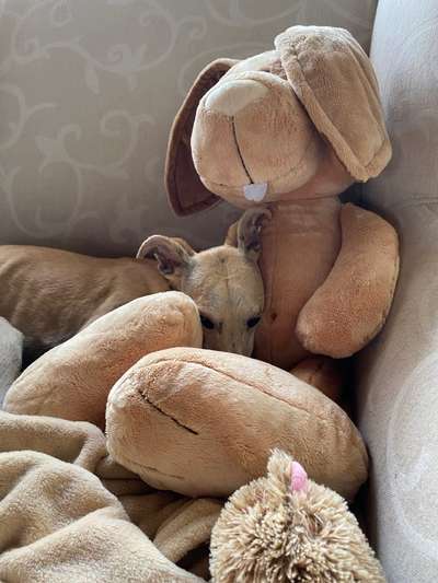 Windhunde - Treffen der besonderen Schönheiten
HERZLICH WILLKOMMEN-Beitrag-Bild