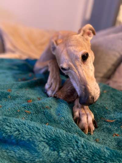 Windhunde - Treffen der besonderen Schönheiten
HERZLICH WILLKOMMEN-Beitrag-Bild