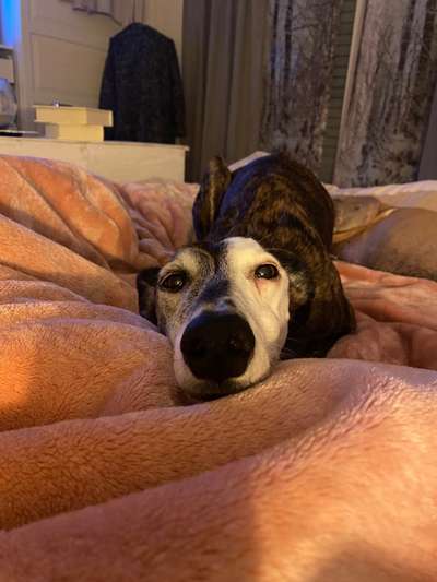 Windhunde - Treffen der besonderen Schönheiten
HERZLICH WILLKOMMEN-Beitrag-Bild