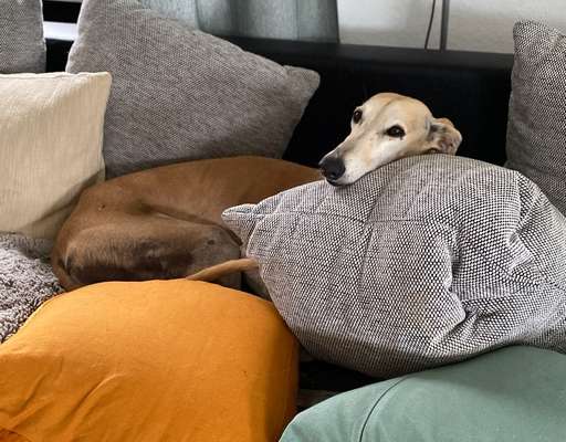 Windhunde - Treffen der besonderen Schönheiten
HERZLICH WILLKOMMEN-Beitrag-Bild