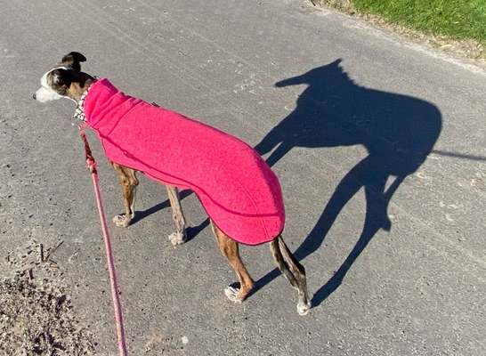 Windhunde - Treffen der besonderen Schönheiten
HERZLICH WILLKOMMEN-Beitrag-Bild