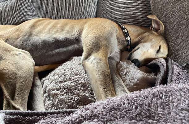 Windhunde - Treffen der besonderen Schönheiten
HERZLICH WILLKOMMEN-Beitrag-Bild