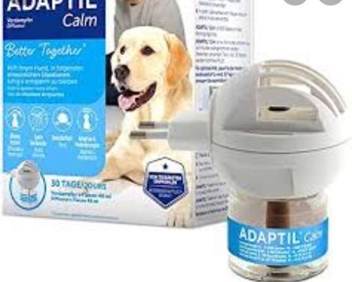 Windhunde - Treffen der besonderen Schönheiten
HERZLICH WILLKOMMEN-Beitrag-Bild