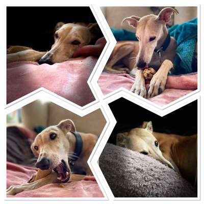 Foto's und Hundemodels-Beitrag-Bild