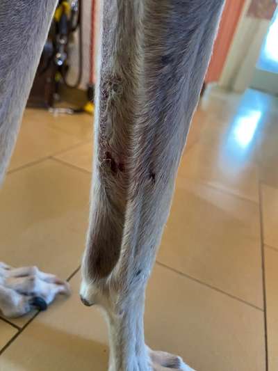 Windhunde - Treffen der besonderen Schönheiten
HERZLICH WILLKOMMEN-Beitrag-Bild