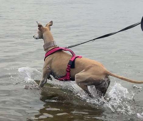 Windhunde - Treffen der besonderen Schönheiten
HERZLICH WILLKOMMEN-Beitrag-Bild