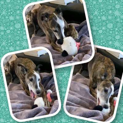 Windhunde - Treffen der besonderen Schönheiten
HERZLICH WILLKOMMEN-Beitrag-Bild