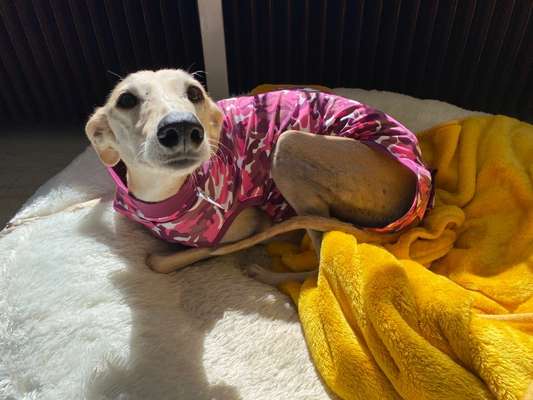 Windhunde - Treffen der besonderen Schönheiten
HERZLICH WILLKOMMEN-Beitrag-Bild