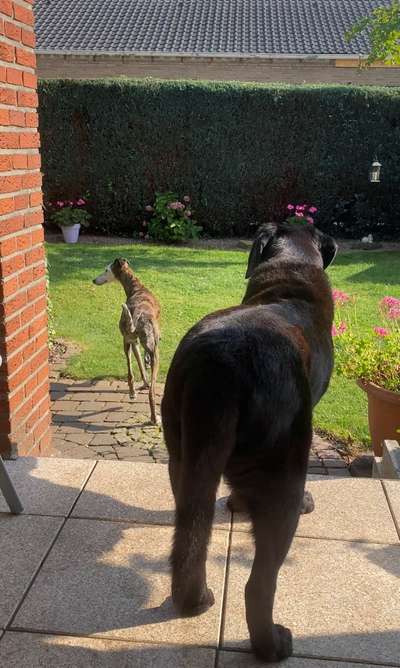 Windhunde - Treffen der besonderen Schönheiten
HERZLICH WILLKOMMEN-Beitrag-Bild