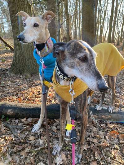 Windhunde - Treffen der besonderen Schönheiten
HERZLICH WILLKOMMEN-Beitrag-Bild