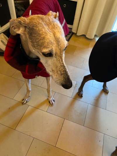 Windhunde - Treffen der besonderen Schönheiten
HERZLICH WILLKOMMEN-Beitrag-Bild