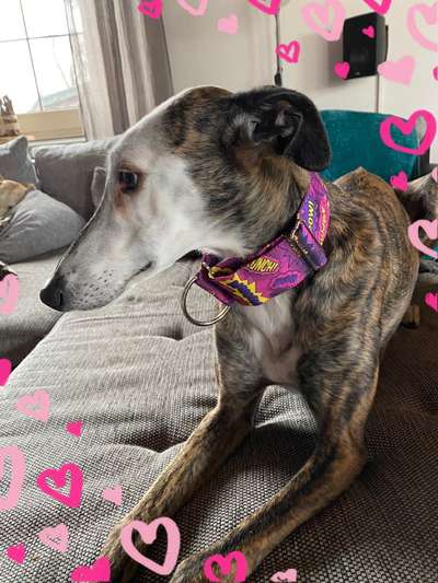 Windhunde - Treffen der besonderen Schönheiten
HERZLICH WILLKOMMEN-Beitrag-Bild