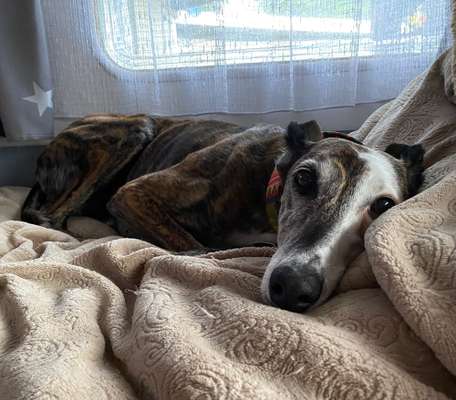 Windhunde - Treffen der besonderen Schönheiten
HERZLICH WILLKOMMEN-Beitrag-Bild