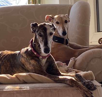 Windhunde - Treffen der besonderen Schönheiten
HERZLICH WILLKOMMEN-Beitrag-Bild