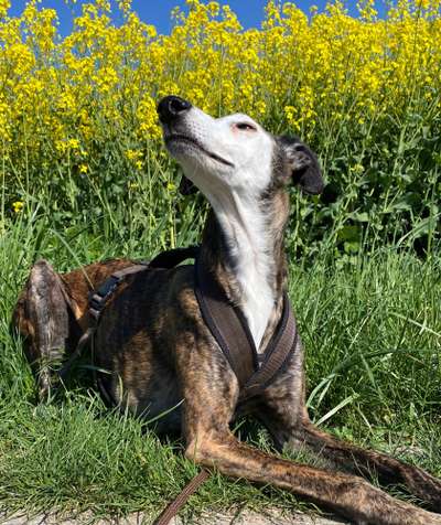 Windhunde - Treffen der besonderen Schönheiten
HERZLICH WILLKOMMEN-Beitrag-Bild