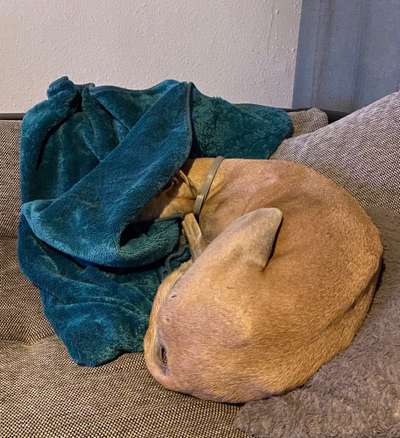 Windhunde - Treffen der besonderen Schönheiten
HERZLICH WILLKOMMEN-Beitrag-Bild