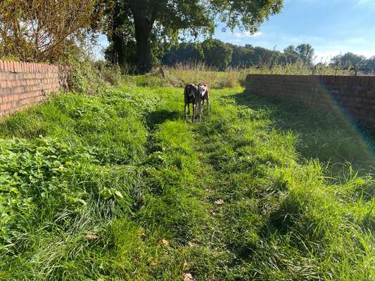 Windhunde - Treffen der besonderen Schönheiten
HERZLICH WILLKOMMEN-Beitrag-Bild