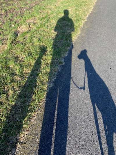 Windhunde - Treffen der besonderen Schönheiten
HERZLICH WILLKOMMEN-Beitrag-Bild