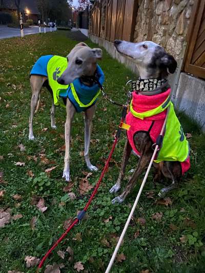 Windhunde - Treffen der besonderen Schönheiten
HERZLICH WILLKOMMEN-Beitrag-Bild
