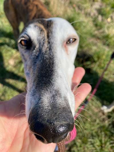 Windhunde - Treffen der besonderen Schönheiten
HERZLICH WILLKOMMEN-Beitrag-Bild