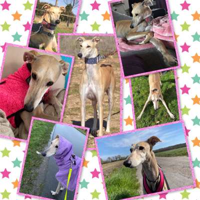 Windhunde - Treffen der besonderen Schönheiten
HERZLICH WILLKOMMEN-Beitrag-Bild