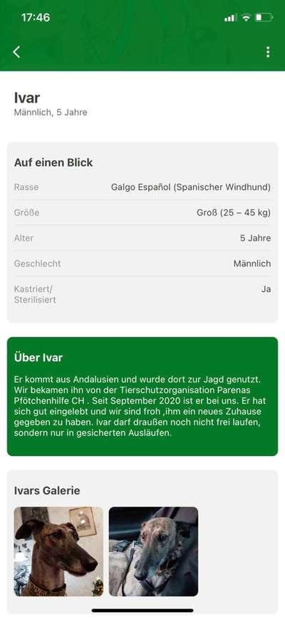 Windhunde - Treffen der besonderen Schönheiten
HERZLICH WILLKOMMEN-Beitrag-Bild